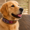 Leather dog collars